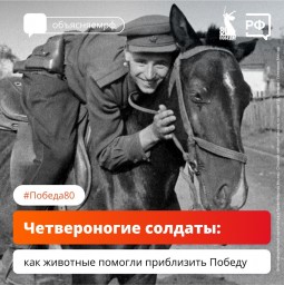 Как животные помогали одержать Победу: от собак-сапёров до слонов-спасателей