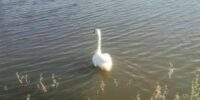 Лебеди с Лебединого озера в Астрахани переехали в зимнюю «квартиру» Лебеди с Лебединого озера в Астрахани переехали в зимнюю «квартиру»
