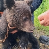 Одинокий медвежонок в поисках матери бегал по селу в Томаринском районе