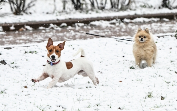 Синоптик предрёк появление устойчивого снежного покрова в первой декаде декабря Синоптик предрёк появление устойчивого снежного покрова в первой декаде декабря
