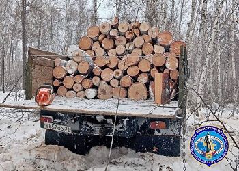 Жителя амурского Невера уличили в незаконной рубке деревьев