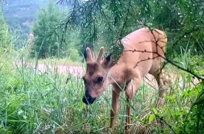 В Бурятии лесники засняли самца косули