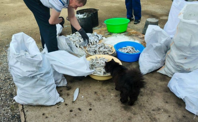 Пушистый котик на Сахалине пришёл на акцию "Рыбный дар"