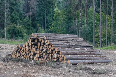 В СФ заявили о совершенствовании ФГИС лесного комплекса