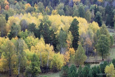 В лесах Башкирии потерялись трое мужчин.