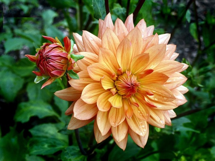 Клубни георгинов хранят зимой в квартире при температуре +3…+8 °C Клубни георгинов хранят зимой в квартире при температуре +3…+8 °C