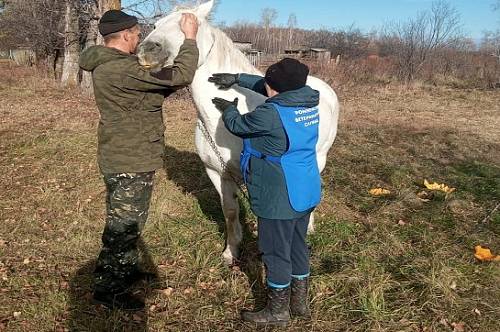 Лошадей Ромненского округа обследуют на предмет «венерической» дурины