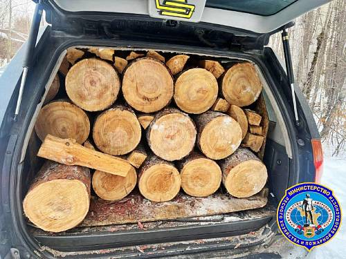 Житель Тынды незаконно спилил лиственницы