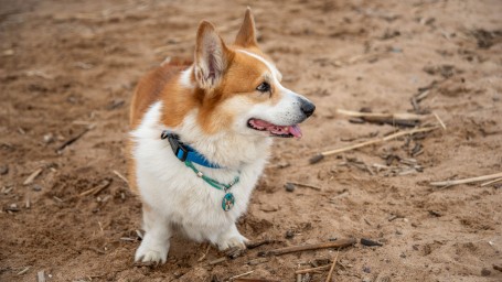 Петербуржцев оштрафовали на 54 тысячи рублей за нарушение новых правил выгула собак
