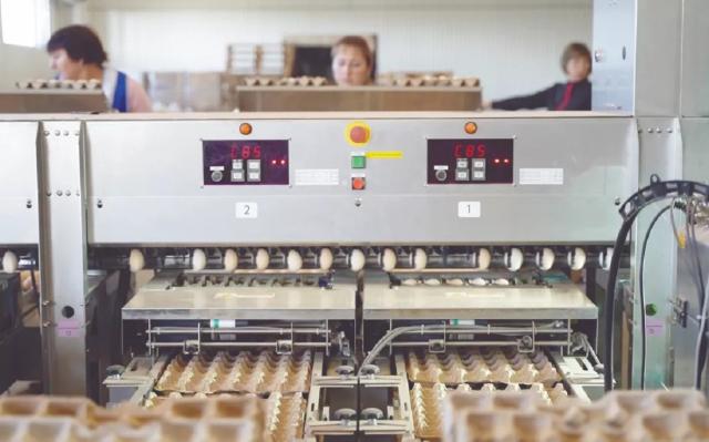 Производство яиц в Башкирии по итогам года может вырасти в два раза