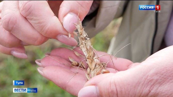Россельхознадзор аннулировал декларацию на 270 тонн тульской пшеницы из-за нарушений Россельхознадзор аннулировал декларацию на 270 тонн тульской пшеницы из-за нарушений