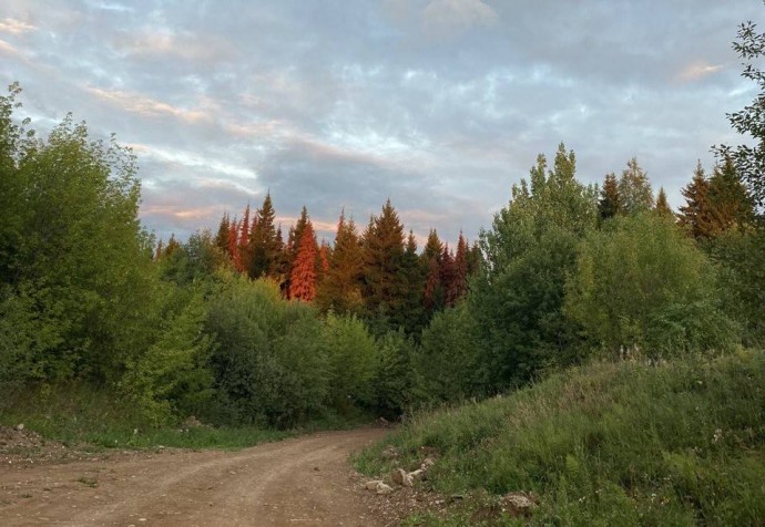 В Прикамье растет число пострадавших от укусов клещей