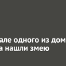 В подвале одного из домов Братска нашли змею