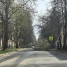 В Ярославле дерево рухнуло на проезжую часть