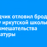Подрядчик отловил бродячих собак у иркутской школы после вмешательства прокуратуры