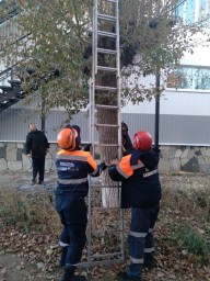 В Башкирии сняли с дерева 10-летнего мальчика