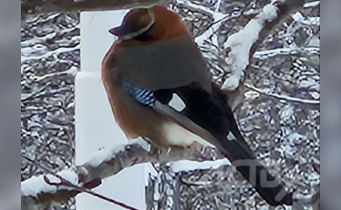 Редкую птичку заметили жители севера Сахалина Редкую птичку заметили жители севера Сахалина