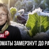 Рассада после холодов чахнет — делаю так и собираю урожай даже после заморозков