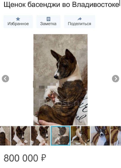 Во Владивостоке продают щенка‑«вклад в чужую мечту»: цена — как за две подержанных иномарки Во Владивостоке продают щенка‑«вклад в чужую мечту»: цена — как за две подержанных иномарки