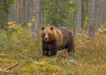 В Приамурье разобрали больше половины разрешений на добычу медведей