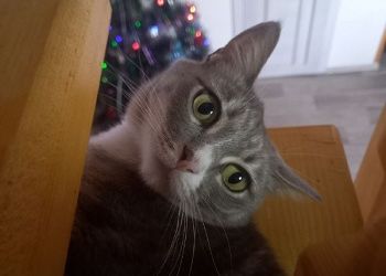 Близнецы слишком легко получат желаемое, Овнам придется умерить аппетиты