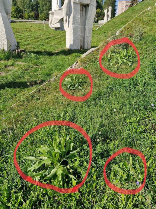 Маури разглядел «хрен» на курганах Славы Маури разглядел «хрен» на курганах Славы