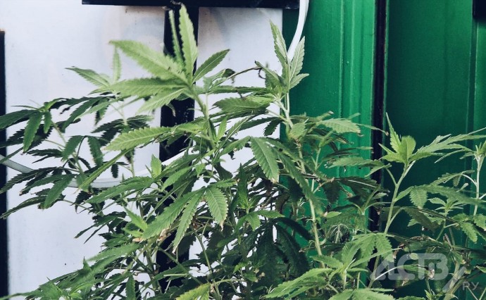 На Сахалине пенсионер хранил на шкафу каннабис