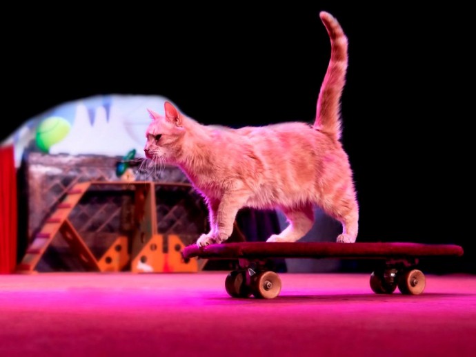 Котобум