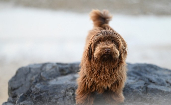 Можно ли с собакой в магазин: в Госдуме спорят о новом законопроекте