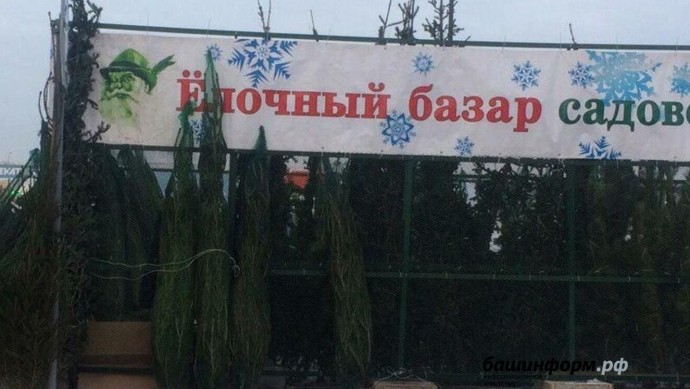 Башкирия поставила в регионы более 18,6 тысячи рождественских деревьев