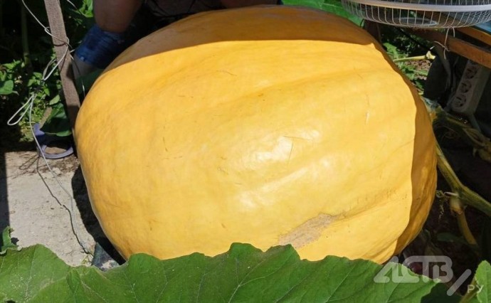 Пока на Сахалине растает гигантская тыква, про нее написали песню Пока на Сахалине растает гигантская тыква, про нее написали песню