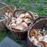 Грибы заставили костромича бродить по лесу до рассвета