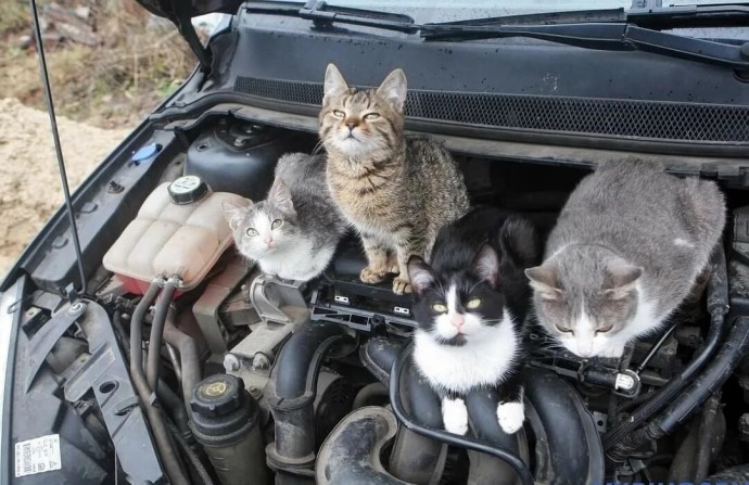 В Башкирии спасатели научили, как выманивать кошек из-под капота В Башкирии спасатели научили, как выманивать кошек из-под капота