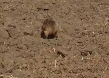 Пару енотовидных собак сняли на видео в Амурской области