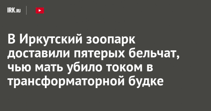 В Иркутский зоопарк доставили пятерых бельчат, чью мать убило током в трансформаторной будке