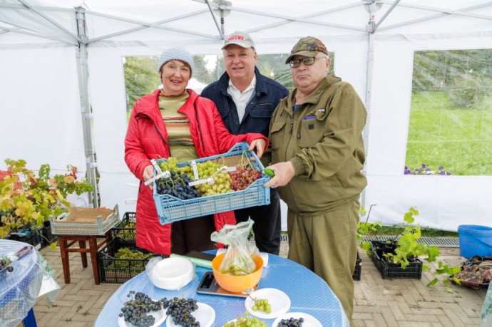 Олег Валенчук: Вятский виноград – это настоящее чудо!
