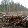 Ограничения на вывоз отдельных видов лесоматериалов продлили до конца 2028 года