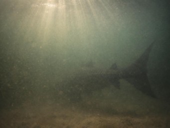 В 2022 году в Меконге поймали пресноводного ската весом 300 кг