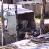 В Приамурье на видео попало «создание» свалки