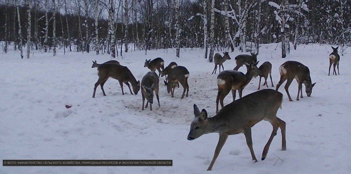 Фотоловушки в тульских лесах показали активность лосей, кабанов и косуль у кормушек