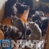 В Орехово-Зуево волонтеры ищут дом для 80 кошек, оставшихся на улице...