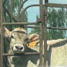 Костромские коровы стали давать больше молока назло французам