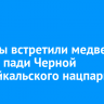 Туристы встретили медведя вблизи пади Черной Прибайкальского нацпарка