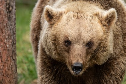 Медведица растерзала мужчину