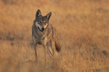 Волки-людоеды напали на пятилетнего мальчика и съели его руки Волки-людоеды напали на пятилетнего мальчика и съели его руки