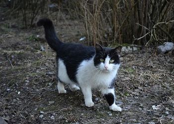 У Овнов появится власть над людьми, Близнецов поглотят вопросы личной жизни