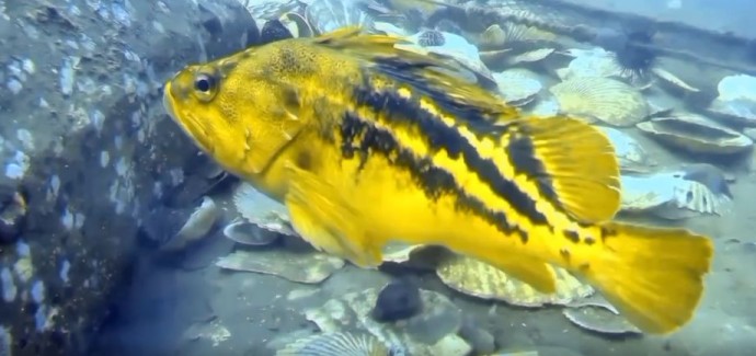 Подводные съёмки в заливе Находка: встреча с трёхполосовым жёлтым окунем