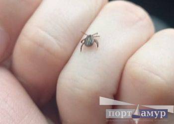 Более пяти тысяч амурчан сделали прививки от клещевого энцефалита