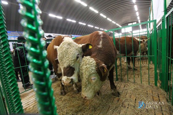 Коровы из Бурятии поедут в Узбекистан