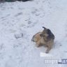Вынесен приговор амурчанину, расстрелявшему собаку на глазах у детей